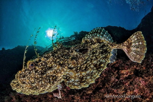 Mediterranean Anglerfish by Marco Gargiulo 